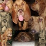 Teoc Bloodhound Collage