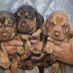 Teoc Puppies