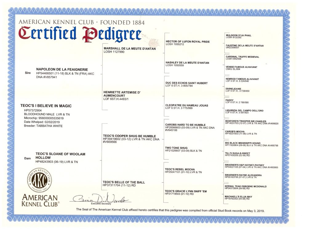 Ethan Pedigree